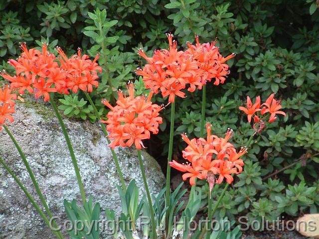 Nerine Fothergilli Major (1)